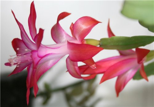  Schlumbergera Bridgesii 