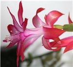Кактус Schlumbergera Bridgesii