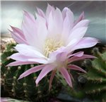  Echinopsis oxygona