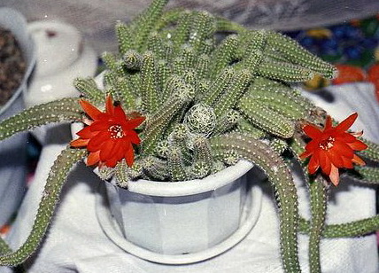  Aporocactus flagelliformis 