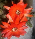 Кактус Aporocactus flagelliformis