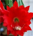 Кактус Epiphyllum hybride