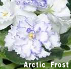  Arctic Frost 