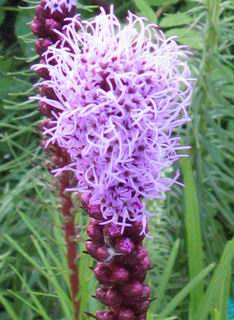   (Liatris 