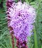   (Liatris