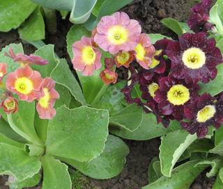   auricula ( 