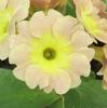   auricula (