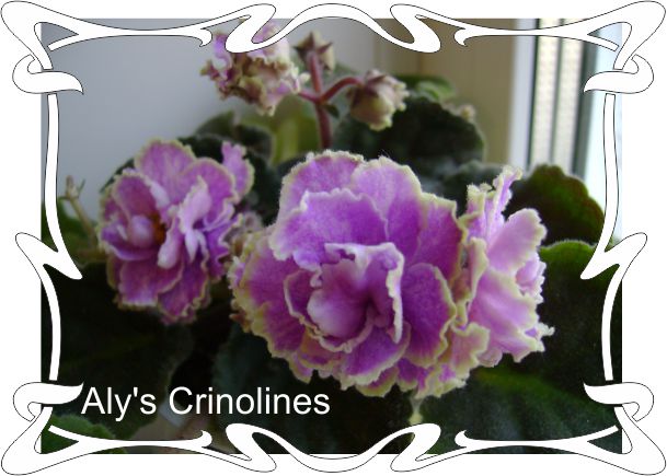 Alys Crinolines 
