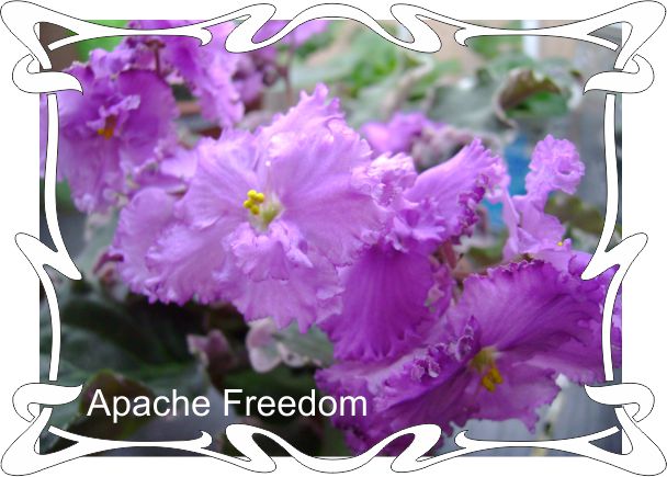 Apache Freedom 