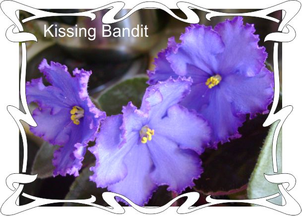  Kissing Bandit 