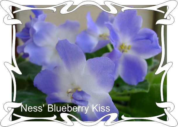  Ness' Blueberry Kiss 