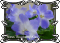 Фиалка Ness' Blueberry Kiss