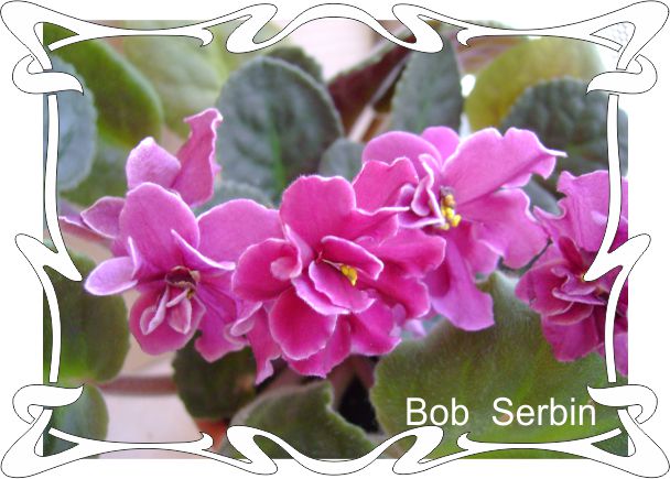  Bob Serbin 