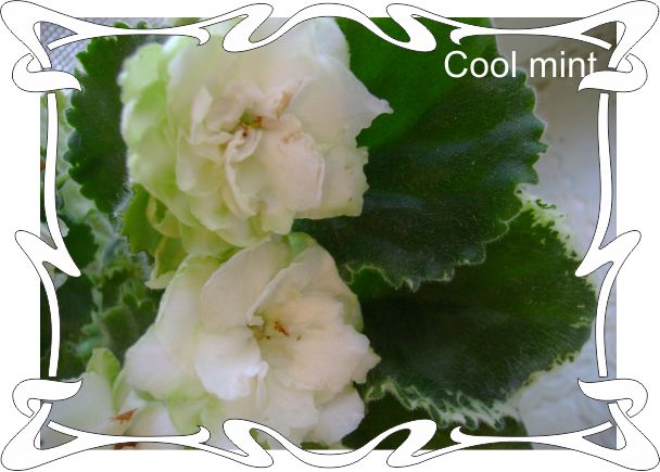  Cool Mint 