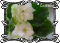 Фиалка Cool Mint
