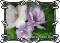 Фиалка Fredette's Risen Star