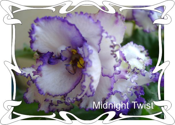  Midnight Twist 
