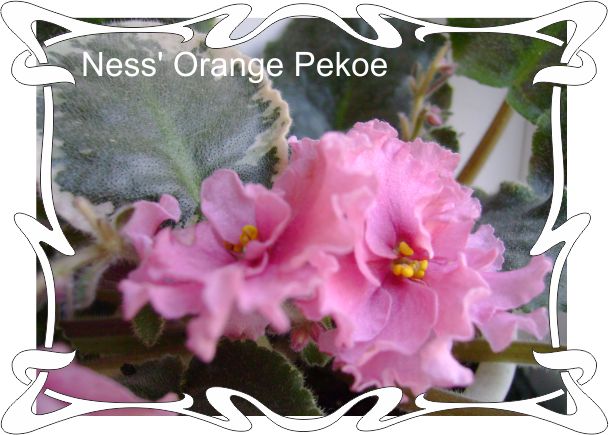  Ness Orange Pekoe 