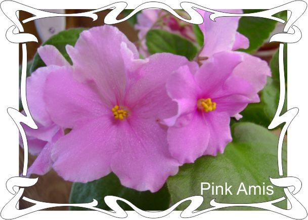  Pink Amiss 