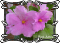 Фиалка Pink Amiss