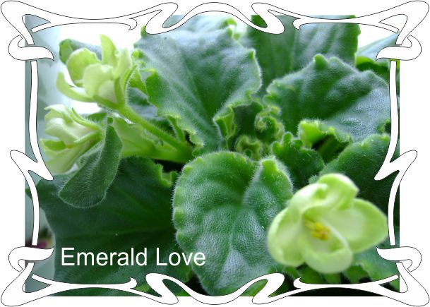  Emerald Love 