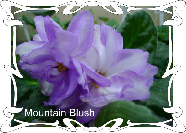  Mountain Blush 