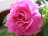 Stanrdust Pink