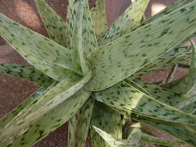   rauschii cv.'Snowflake' 