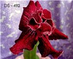 Стрептокарпус DS - 492 (Легенда)