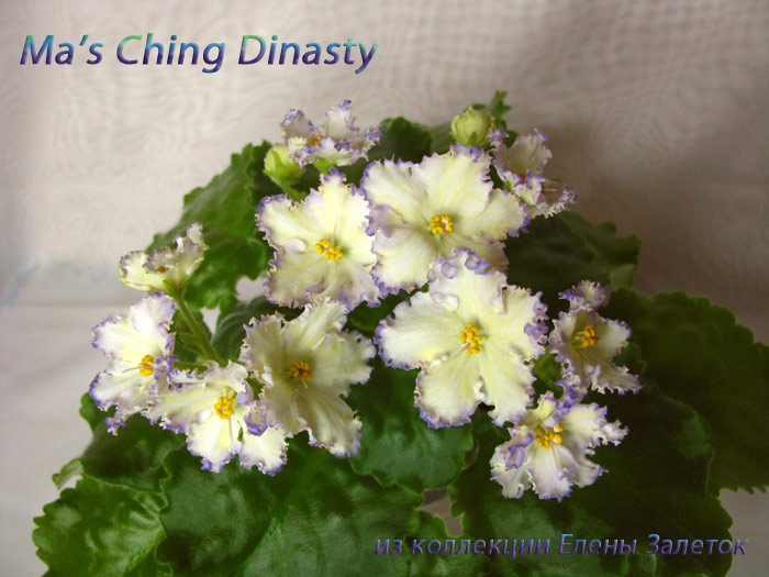  Ma's Ching Dinasty 