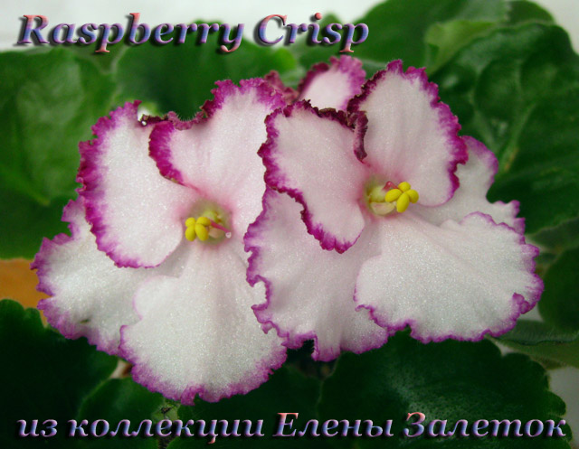  Raspberry Crisp 
