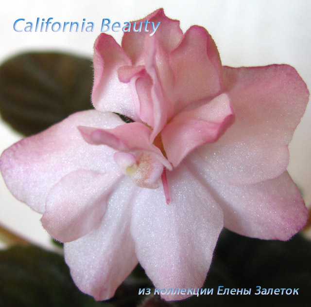  California Beauty 