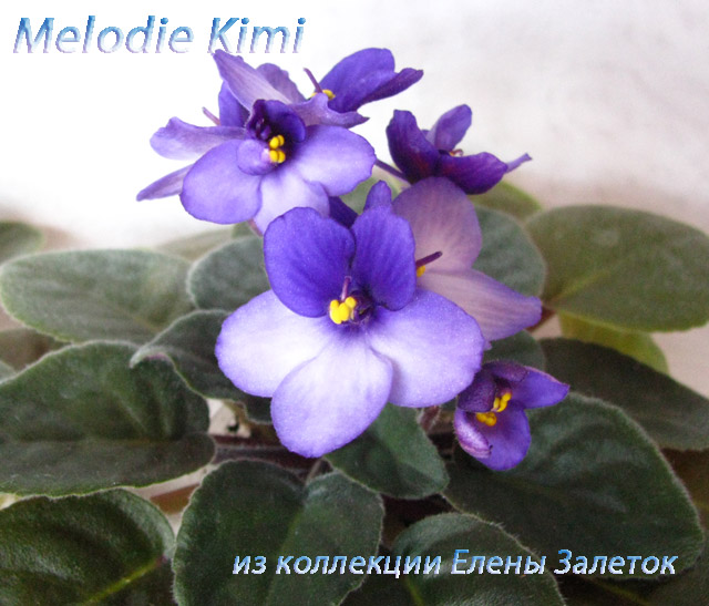  Melodie Kimi 