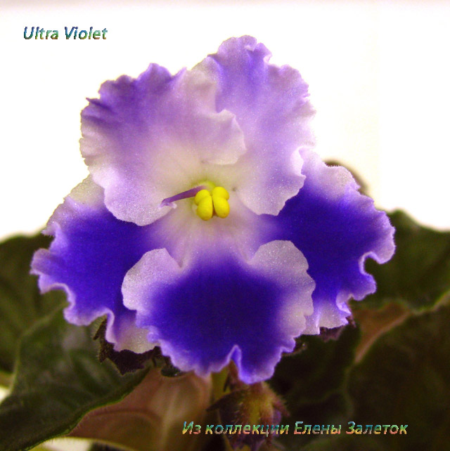  Ultra Violet 