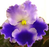 Фиалка Ultra Violet
