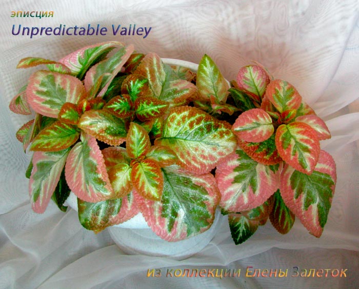   (Episcia) Unpredictable Valley 