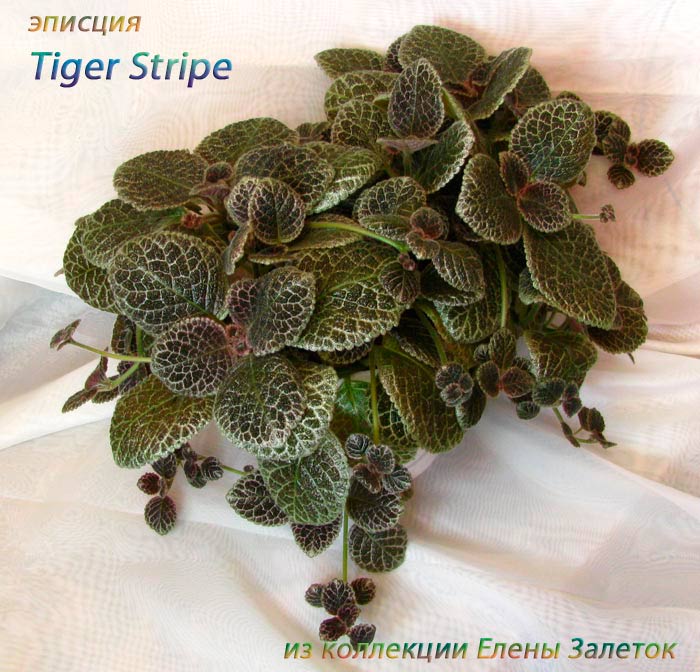   (Episcia) Tiger Stripe 