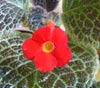   (Episcia) Tiger Stripe