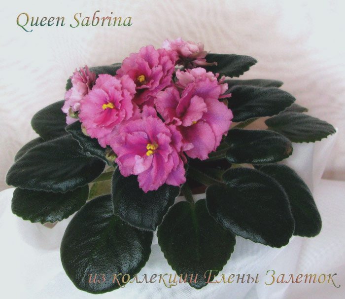  Queen Sabrina 