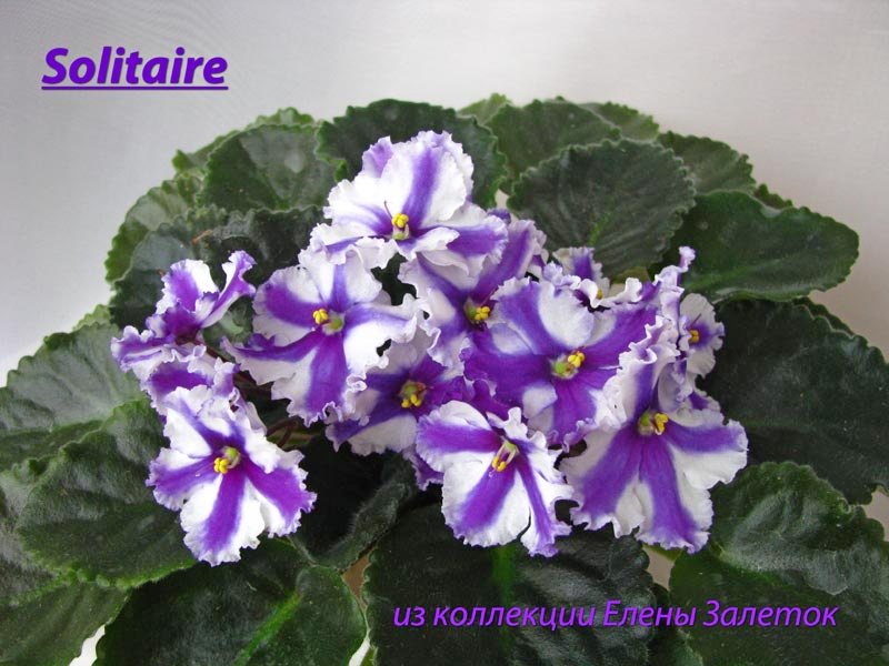  Solitaire 