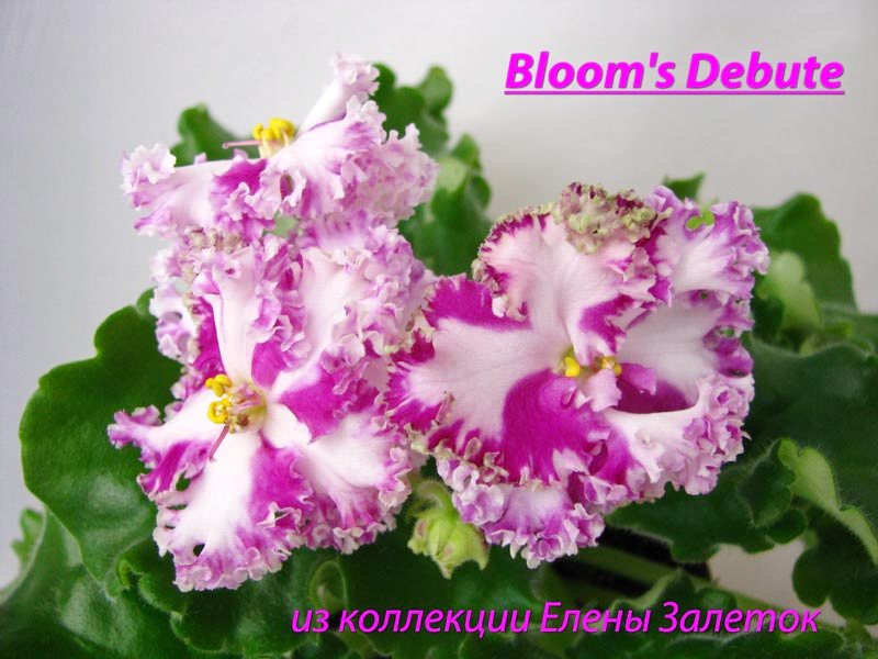 Blooms Debute 