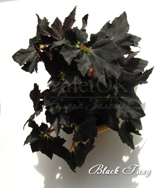  begonia Black Fang 