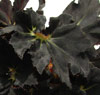 Бегония begonia Black Fang