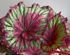 Бегония begonia Charlotte Chiffon