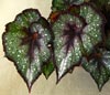  begonia Charm