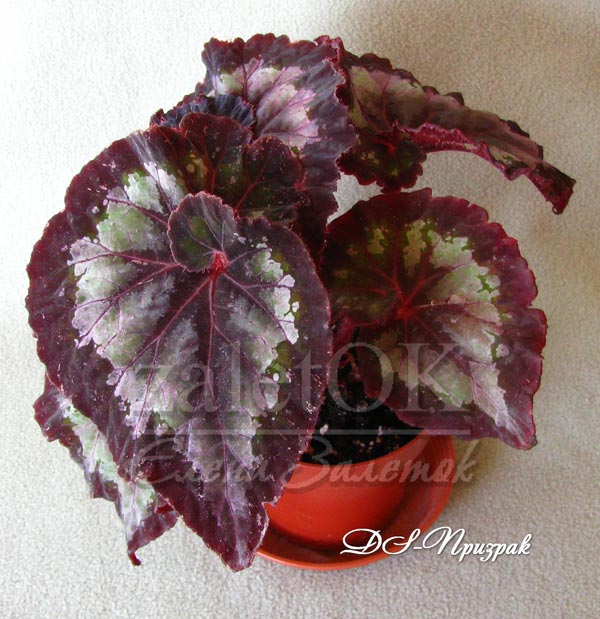  begonia DS- 