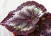  begonia DS-