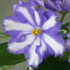 Фиалка Blue Triumph