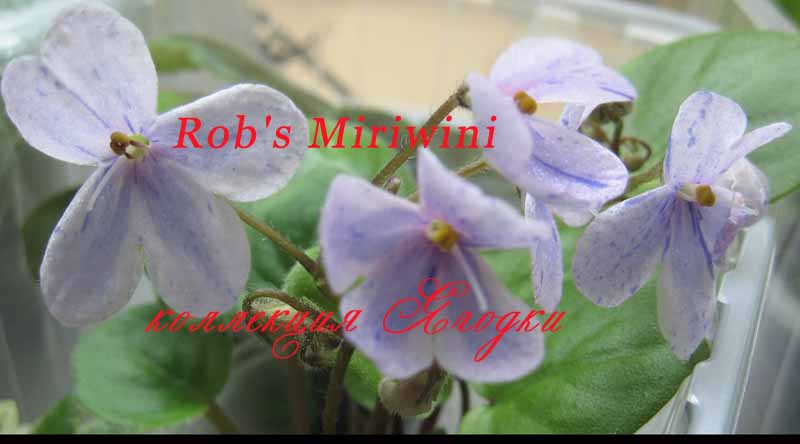  Rob's Miriwini 