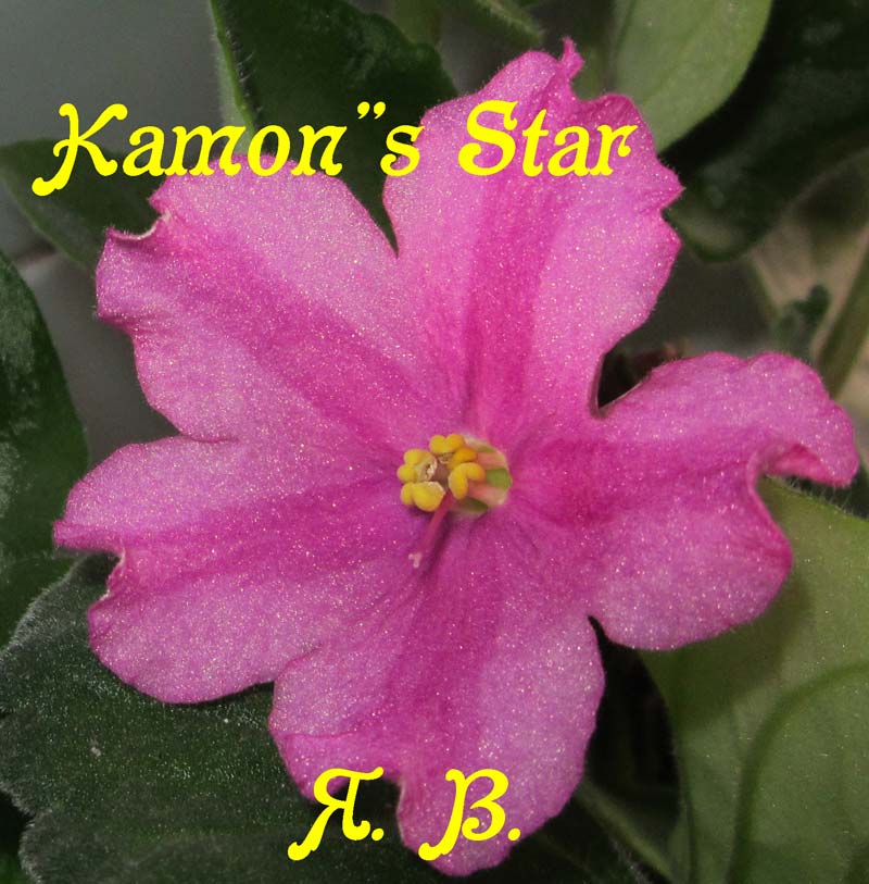  Kamon's Star 